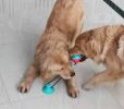 Treat Dispensing Ball and Rope Dog Toy with Suction Cup