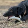 Antler Nylon Chew Bone