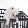 55" Heavy Duty Dog Crate Large Dog cage Strong Metal Dog Kennels and Crates for Large Dogs with 4 Lockable Wheels