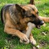 Nylon Dog Chew Toy for Aggressive Chewers | USA Made