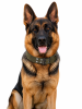 Super strong large dog collar with D-Ring & Buckle Collars Medium sized dog Golden haired horse dog Fierce dog collar