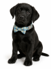 Cotton Alloy Buckle Bowtie Collar - Blue