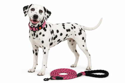 Dog Collars; Collar and Leash For Walking Training; Pet Supplies (Color: Pink, size: M)