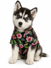 Paradise Nights Hawaiian Dog Shirt