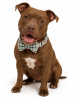 Cotton Alloy Buckle Bowtie Collar - Cyan