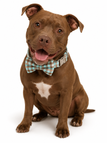 Cotton Alloy Buckle Bowtie Collar - Cyan (Product Size: XS)