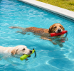 Floating Pool Toy with Storage for Treats