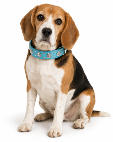 Leather Rhinestone Collar - Blue (Product Size: XS)
