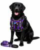 Pet Harness And Leash Set For Dog & Cat; Adjustable No Pull Service Dog Vest Harness For Walking