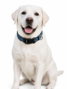 Pet supplies Digital printing Pet collar Bohemian collar Ethnic dog collar