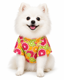 Citrus Slice Hawaiian Dog Shirt (Product Size: XXS)