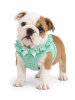 American River Choke Free Dog Harness Polka Dot Collection
