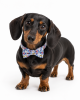 Cotton Floral Rose Gold Buckle Collar - Blue