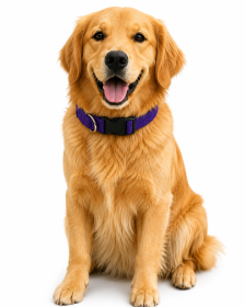 Pet Life 'Aero Mesh' 360 Degree Dual Sided Comfortable And Breathable Adjustable Mesh Dog Collar (Color: Purple, size: small)