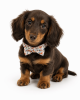 Cotton Floral Rose Gold Buckle Collar - Orange