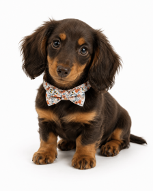 Cotton Floral Rose Gold Buckle Collar - Orange (Product Size: XS)