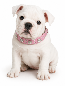 Leather Rhinestone Collar - Pink (Product Size: XS, Colors: Pink)