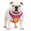 American River Pink and Orange Ombre Dog Harness