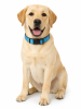 Reflective Dog Collar; Soft Neoprene Padded Breathable Nylon Pet Collar Adjustable for Medium Dogs