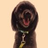 Digital printing Pet collar Bohemian collar Ethnic dog collar